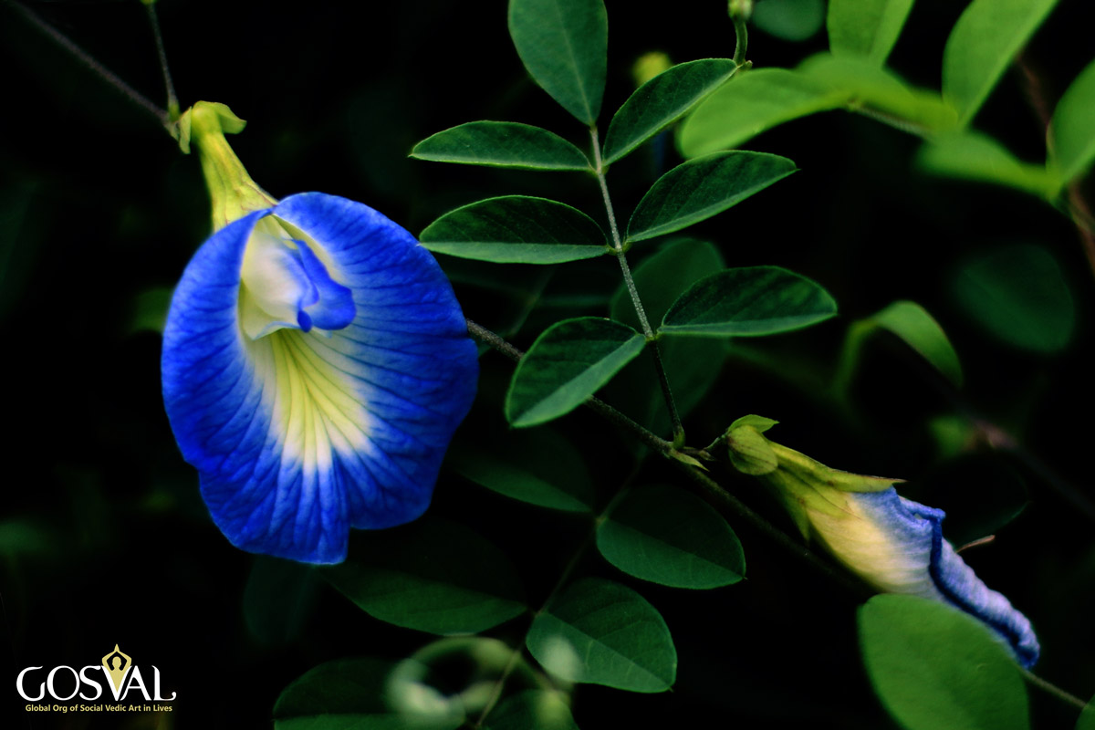Flowers at our Panchakarma centers