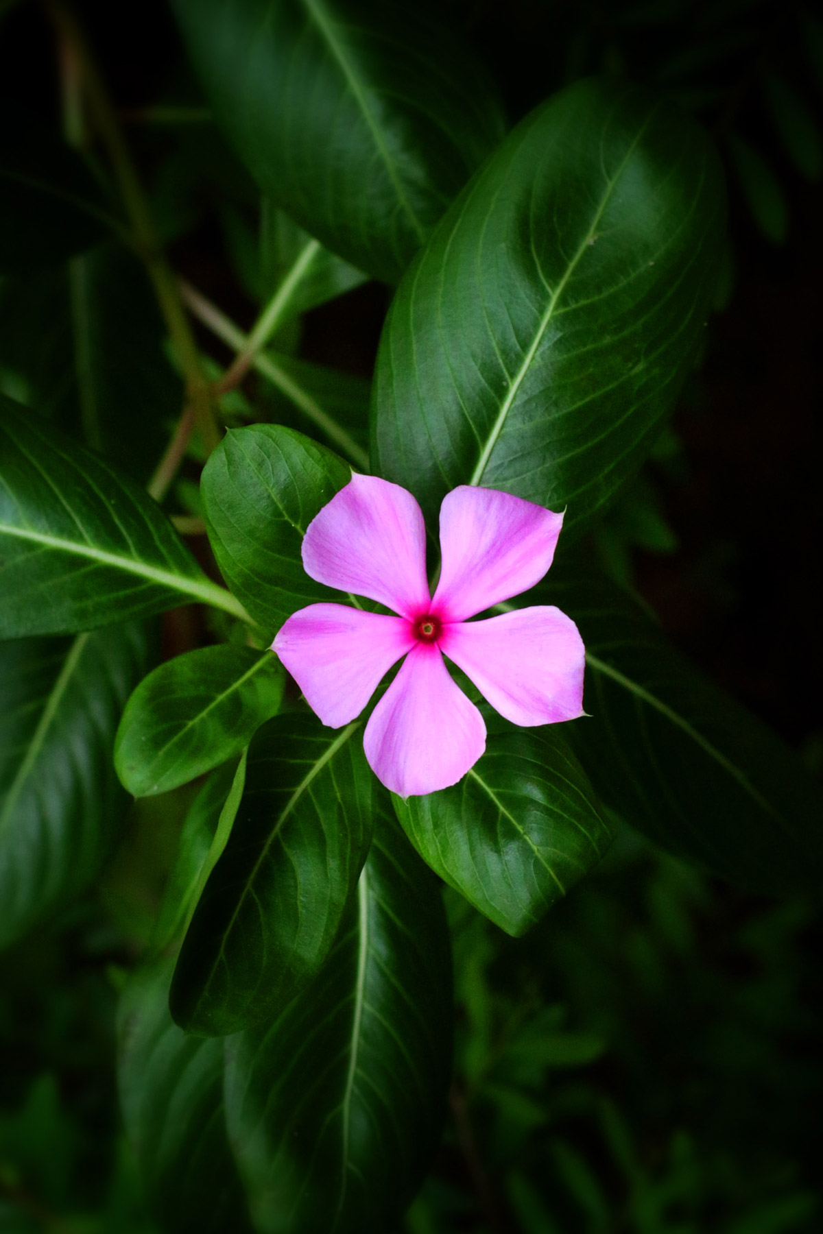 Flowers at our Panchakarma centers