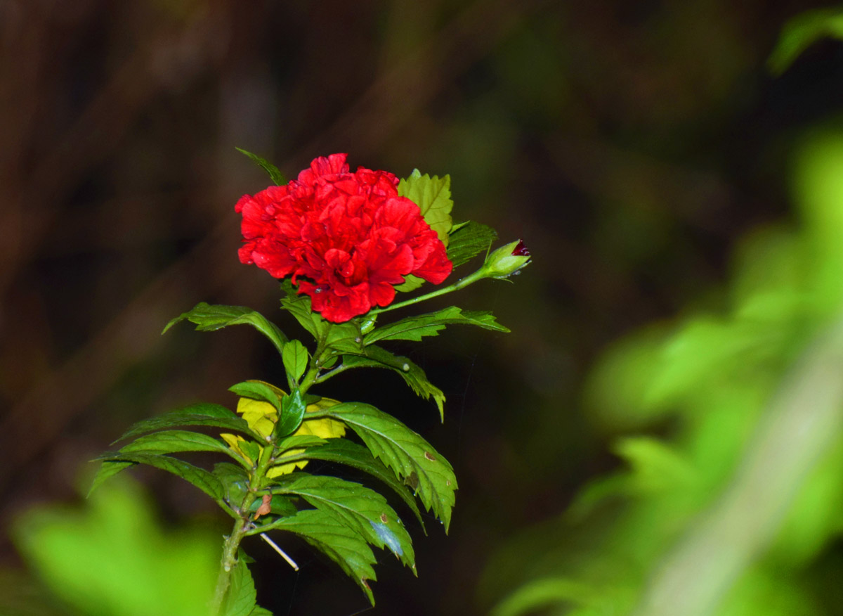 Flowers at our Panchakarma centers