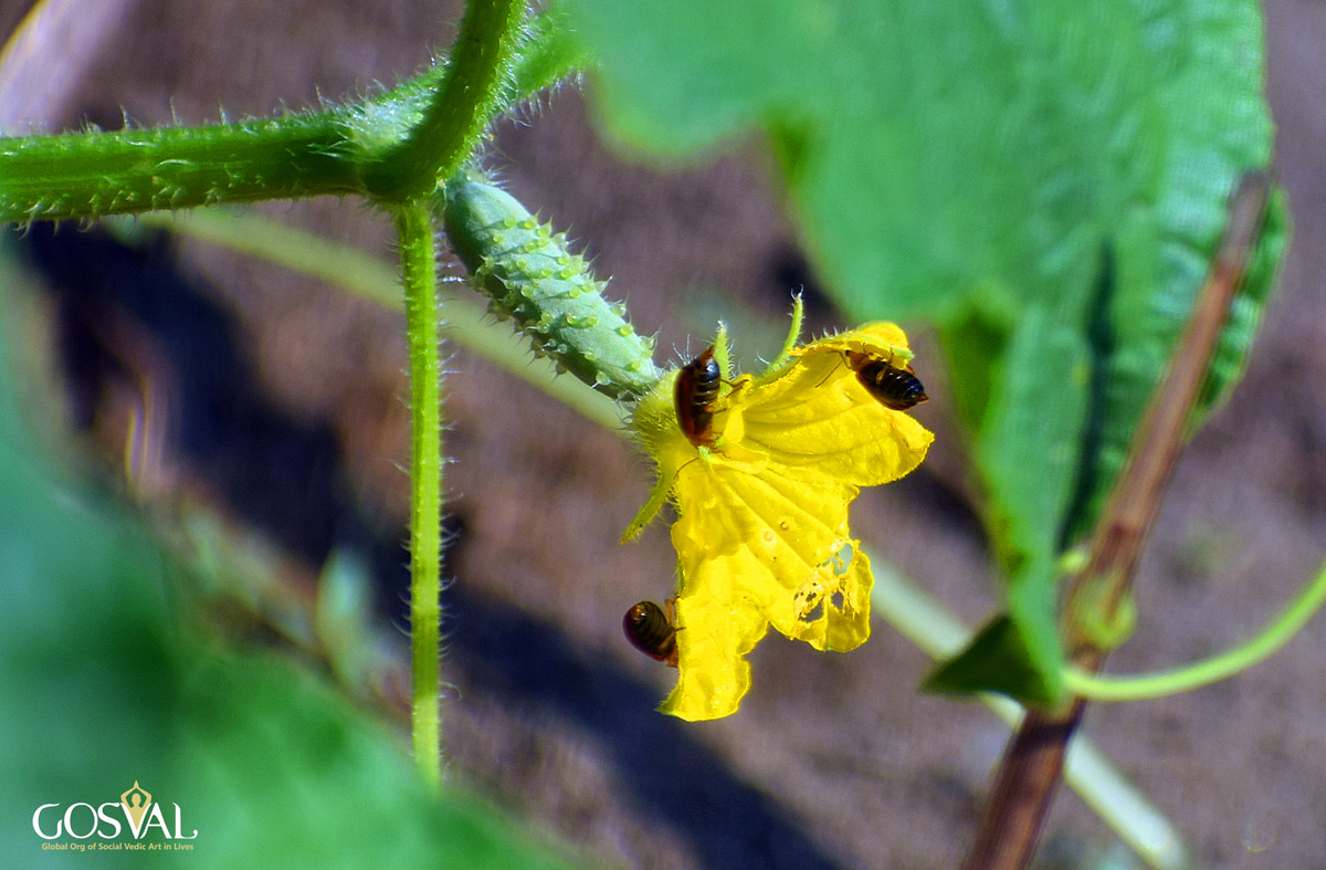 Flowers at our Panchakarma centers