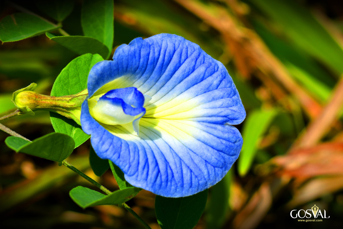 Flowers at our Panchakarma centers