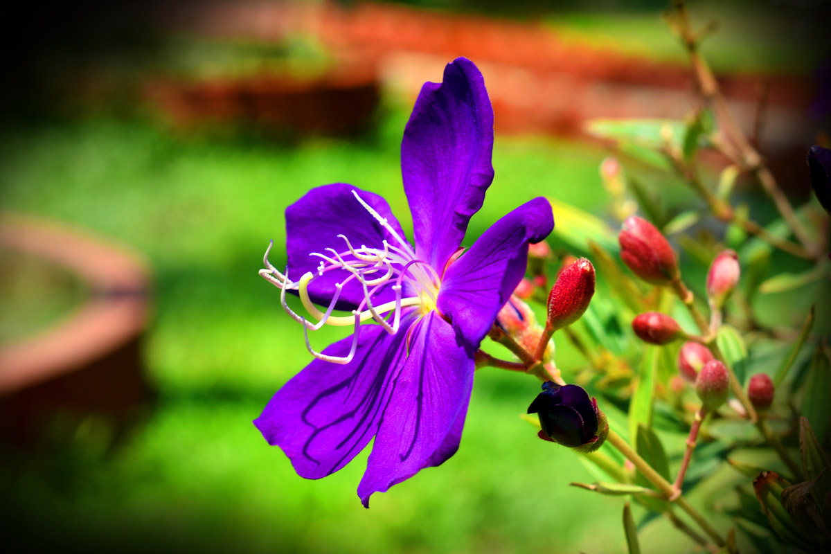 Flowers at our Panchakarma centers