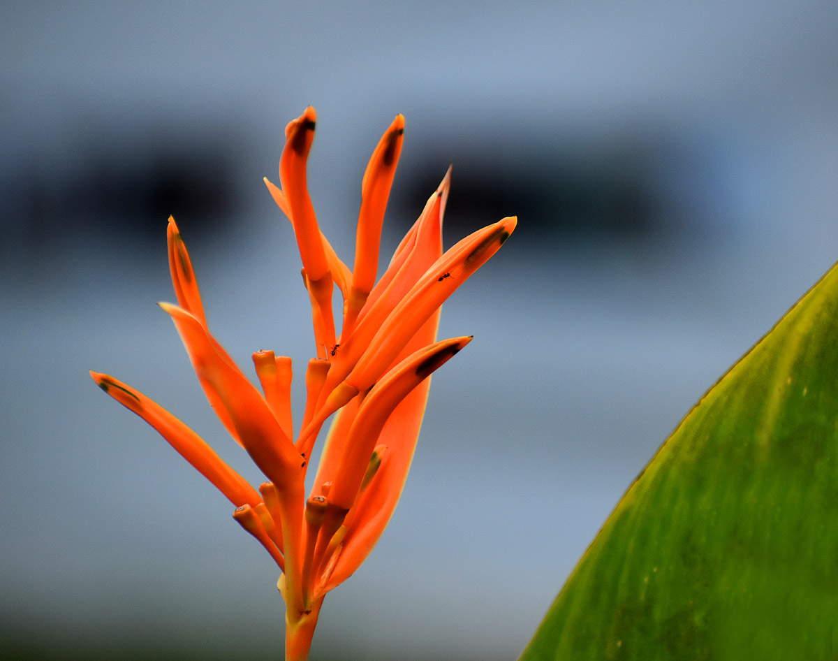 Flowers at our Panchakarma centers
