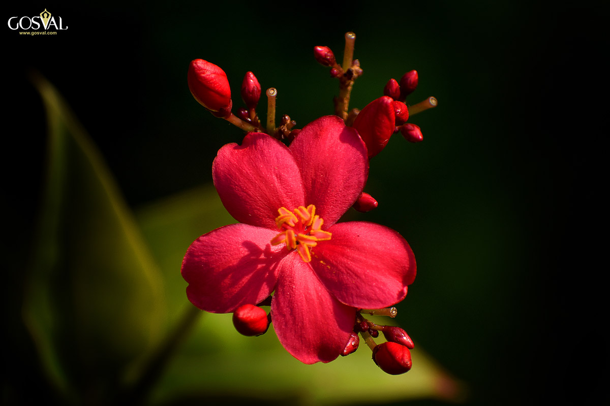 Flowers at our Panchakarma centers