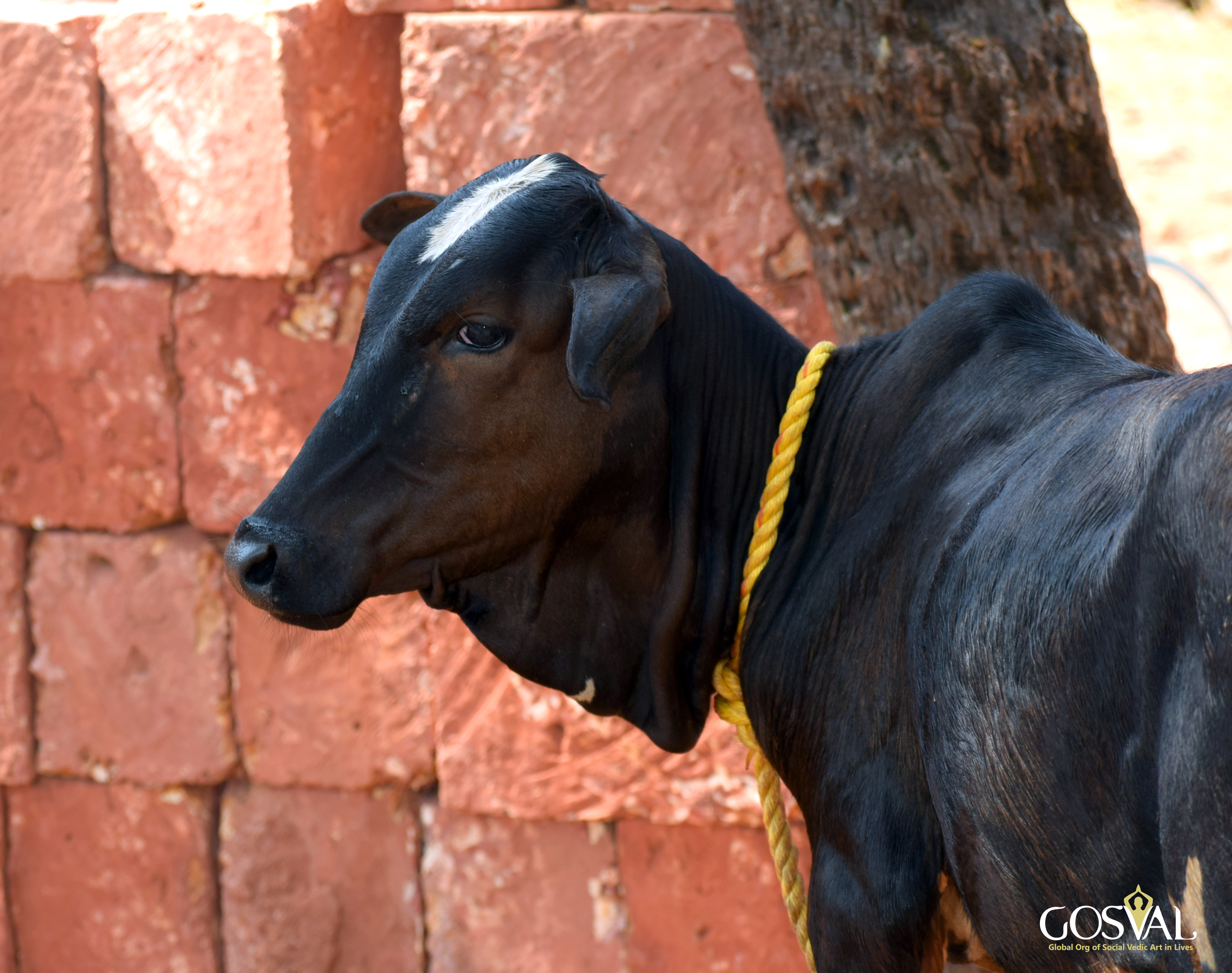 Go Seva at Udupi Adhram