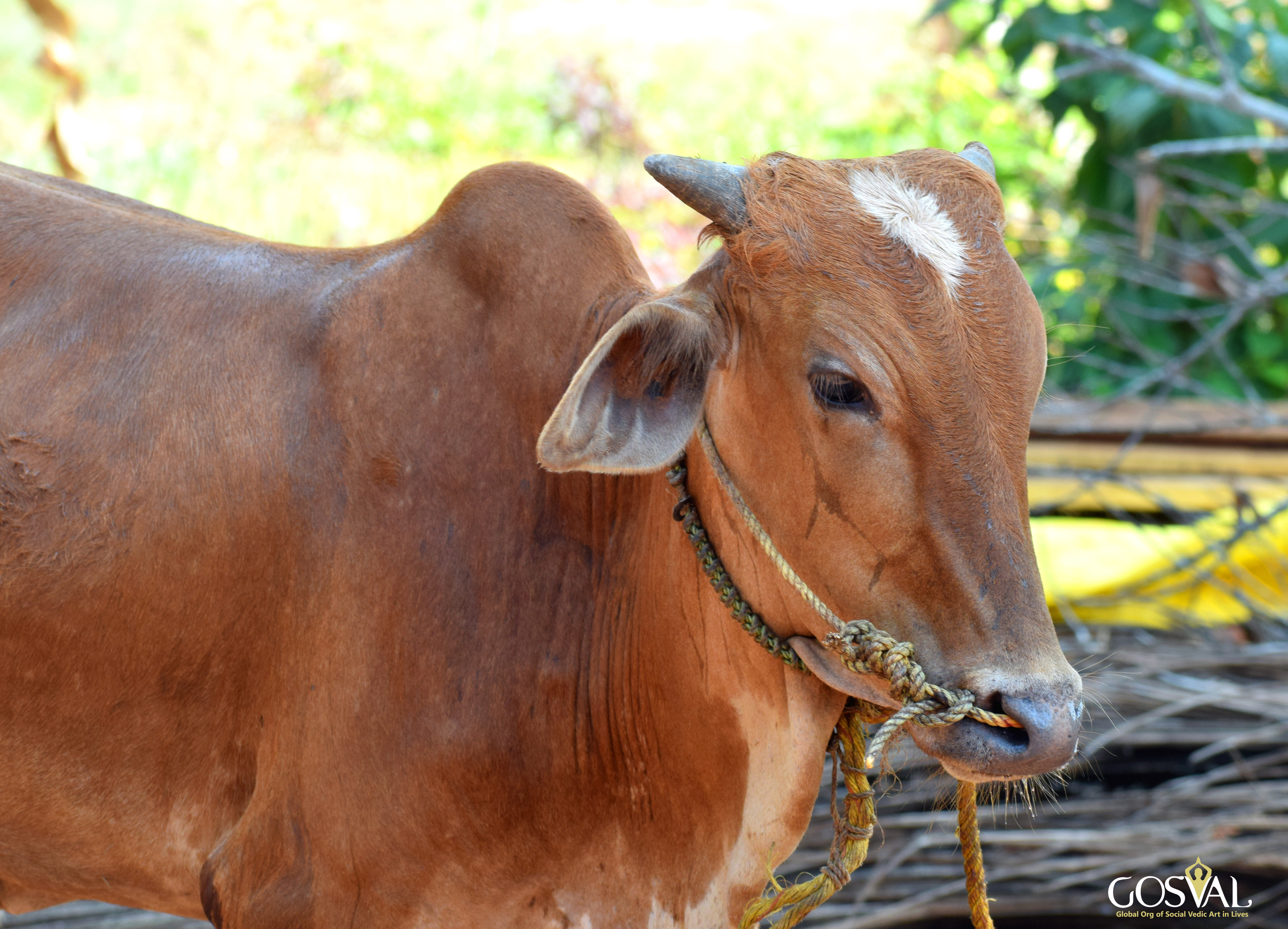 Go Seva at Udupi Adhram