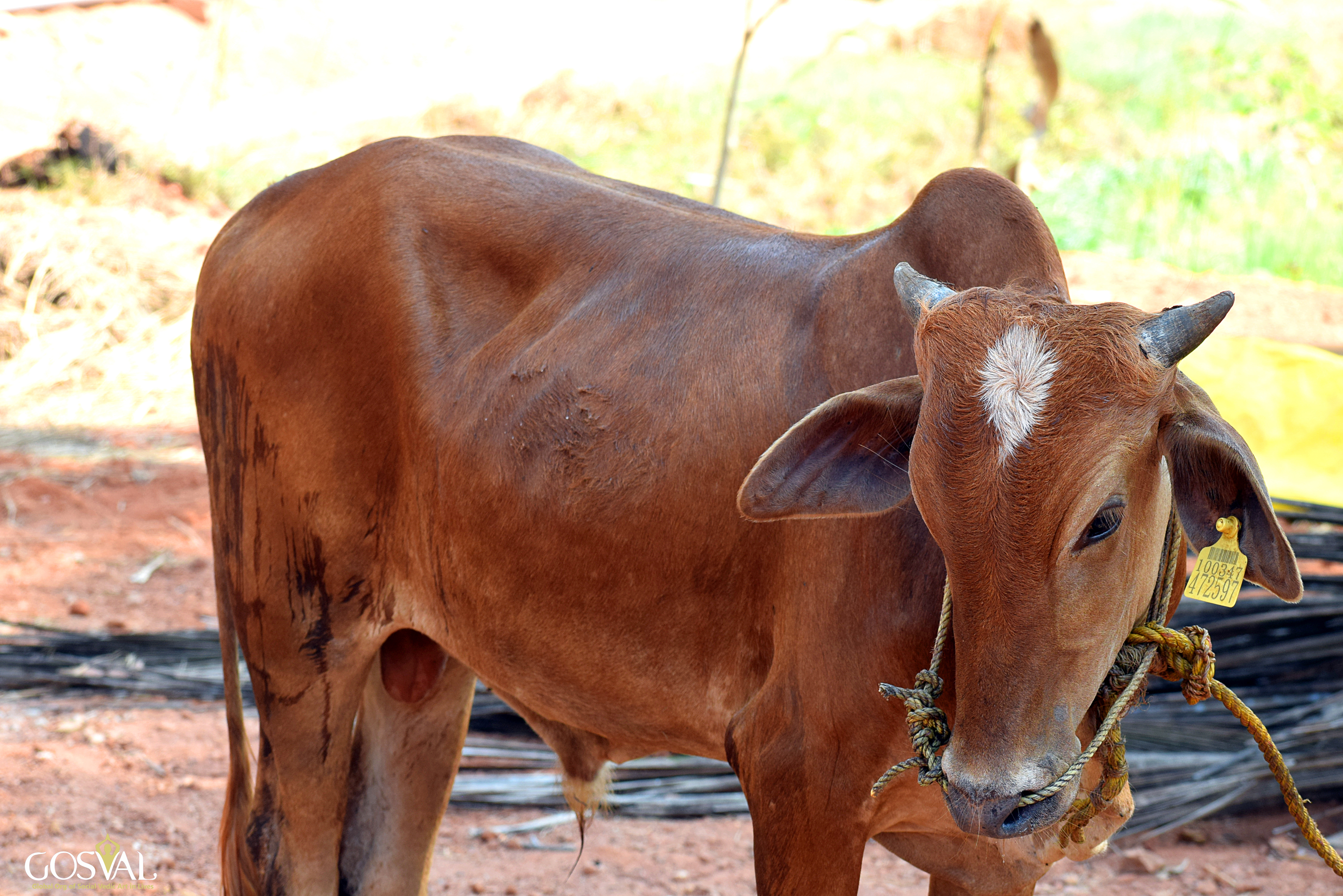 Go Seva at Udupi Adhram