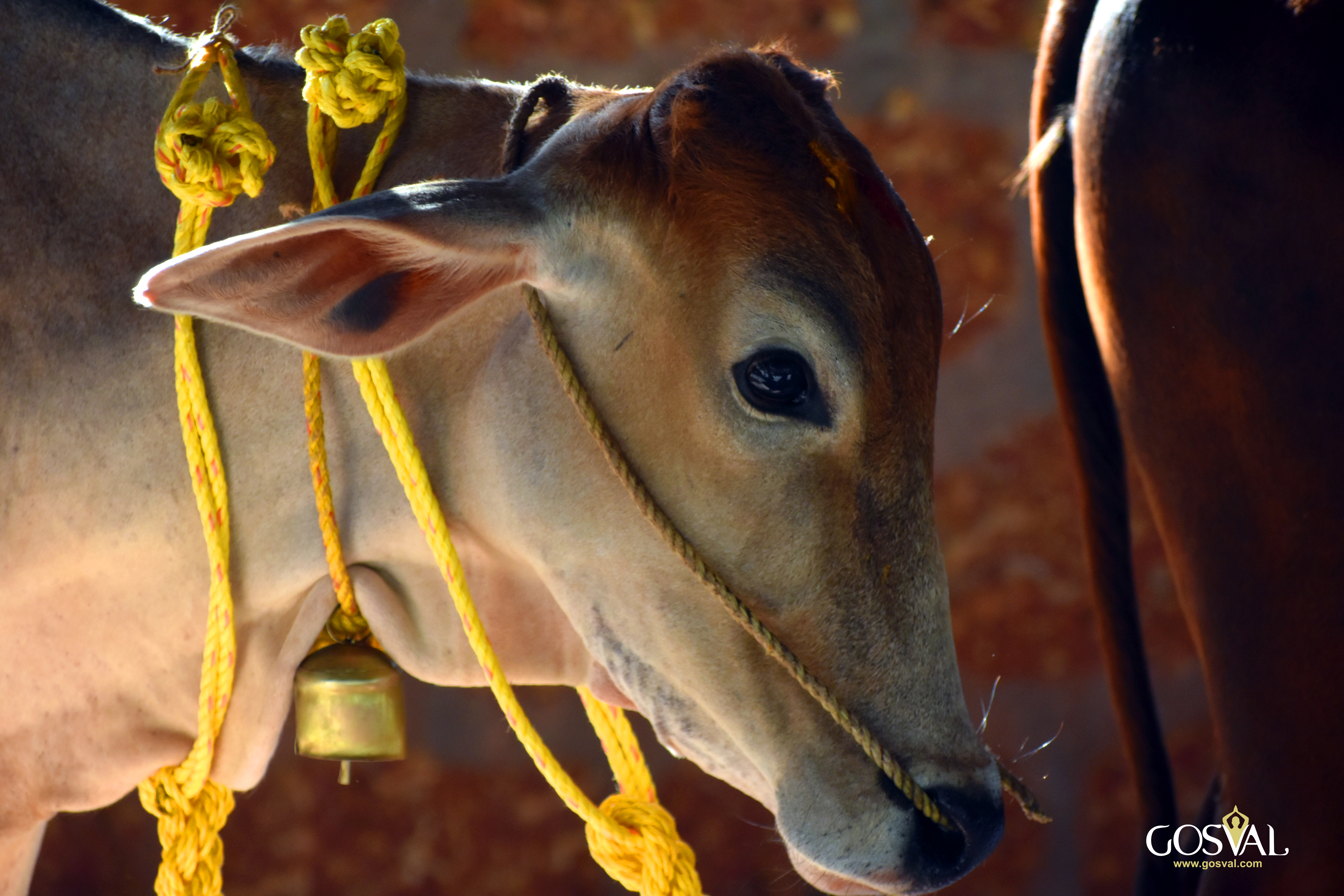 Go Seva at Udupi Adhram