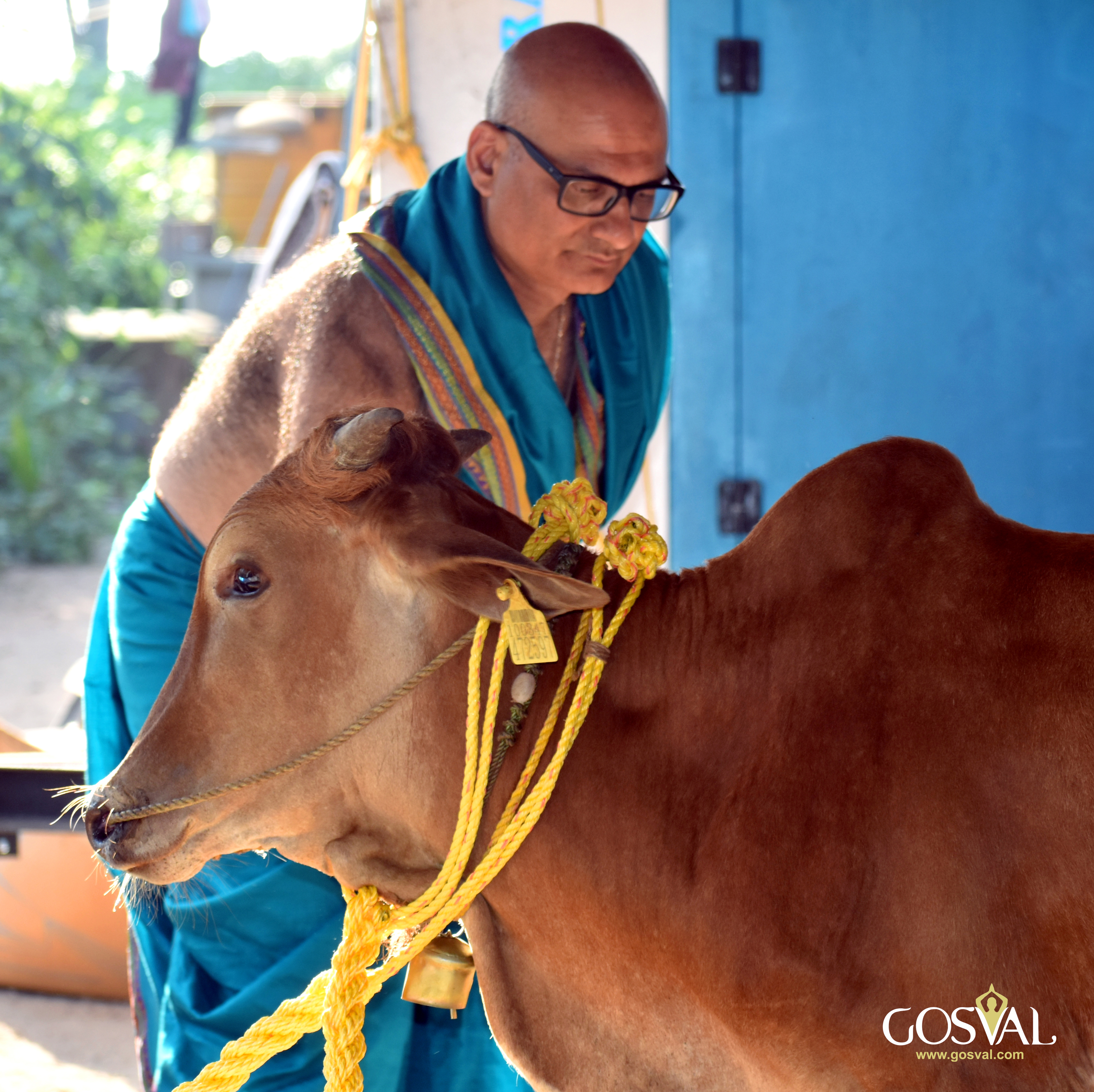 Go Seva at Udupi Adhram