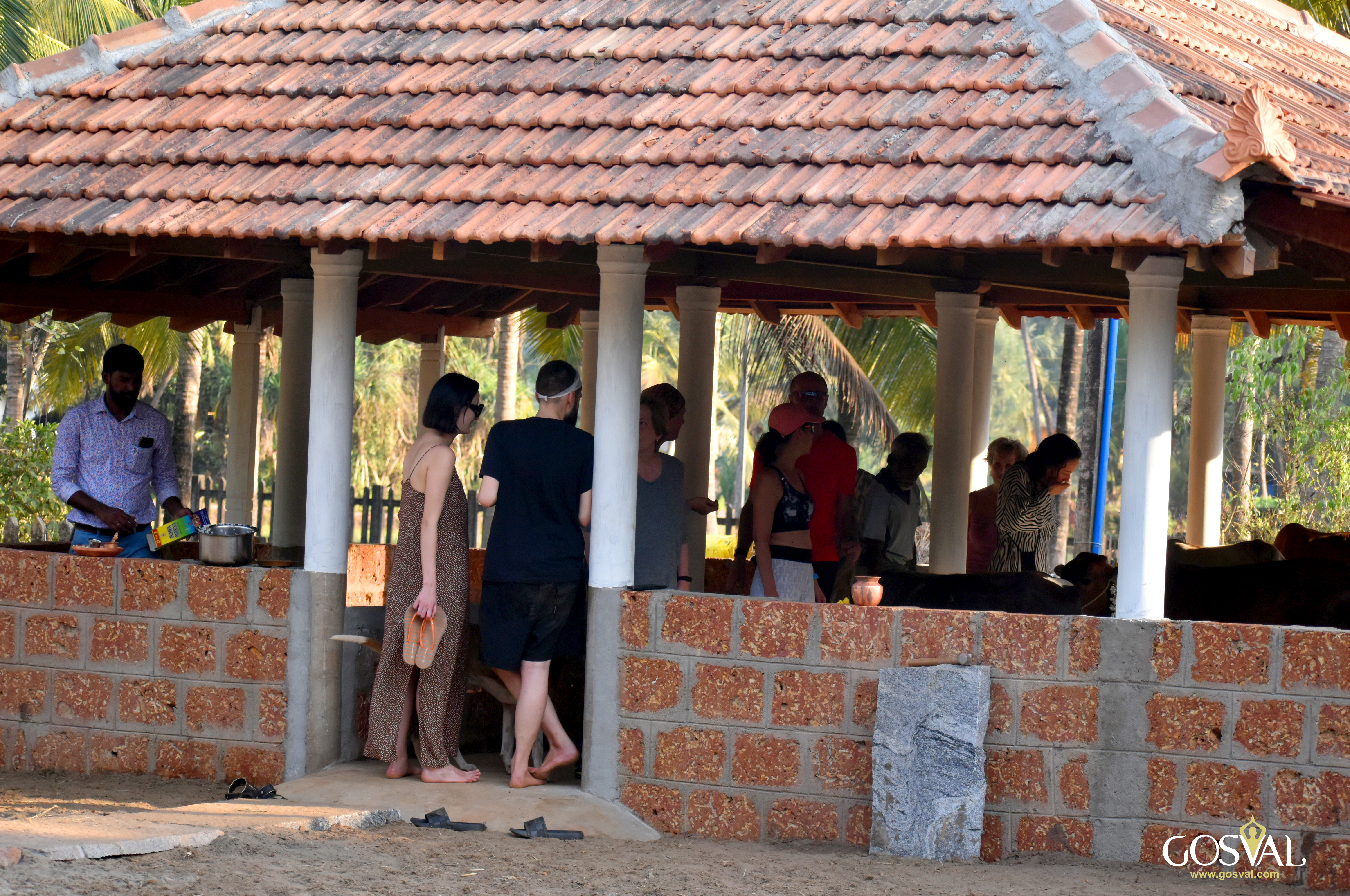 Go Seva at Udupi Adhram