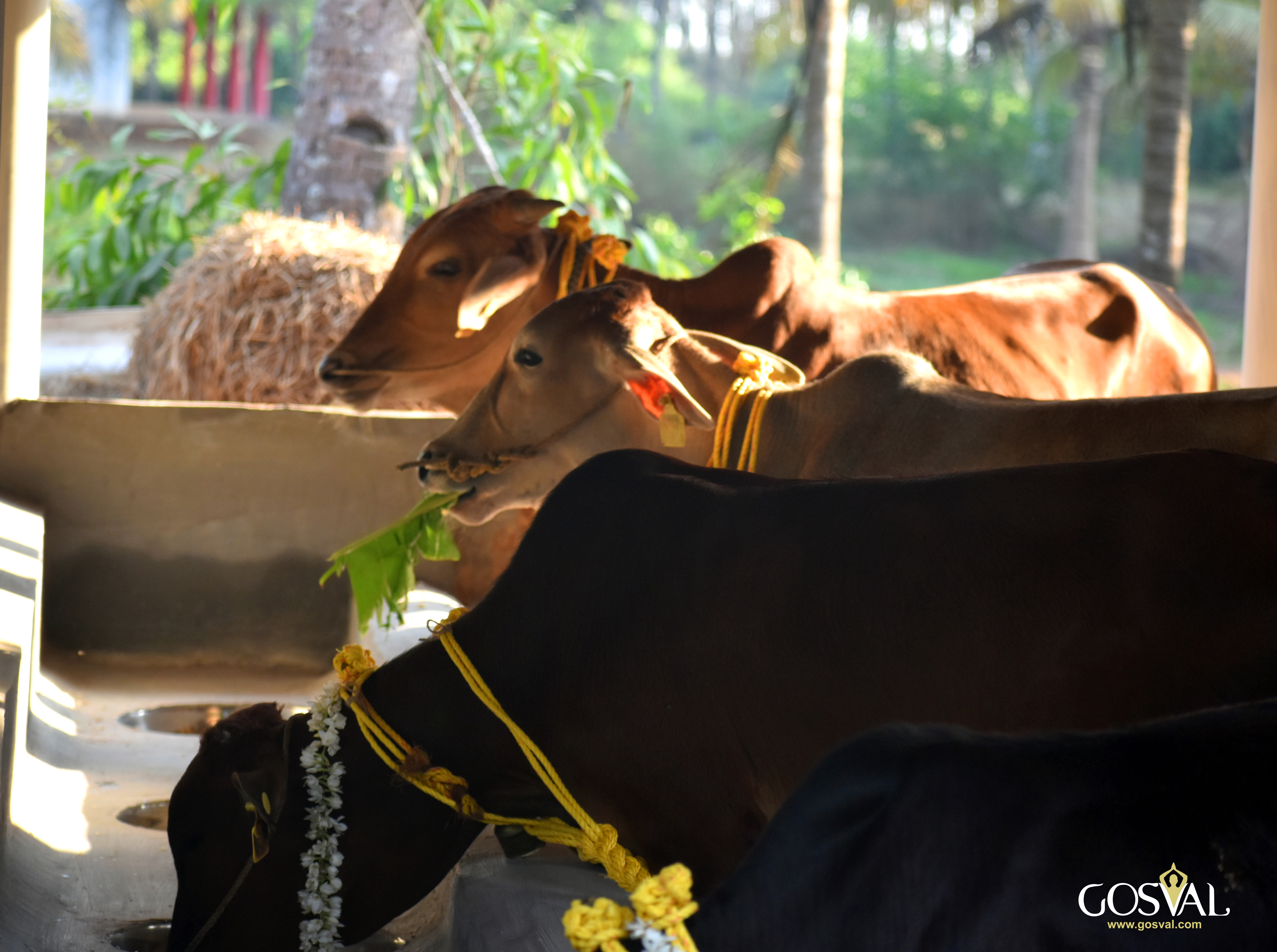 Go Seva at Udupi Adhram