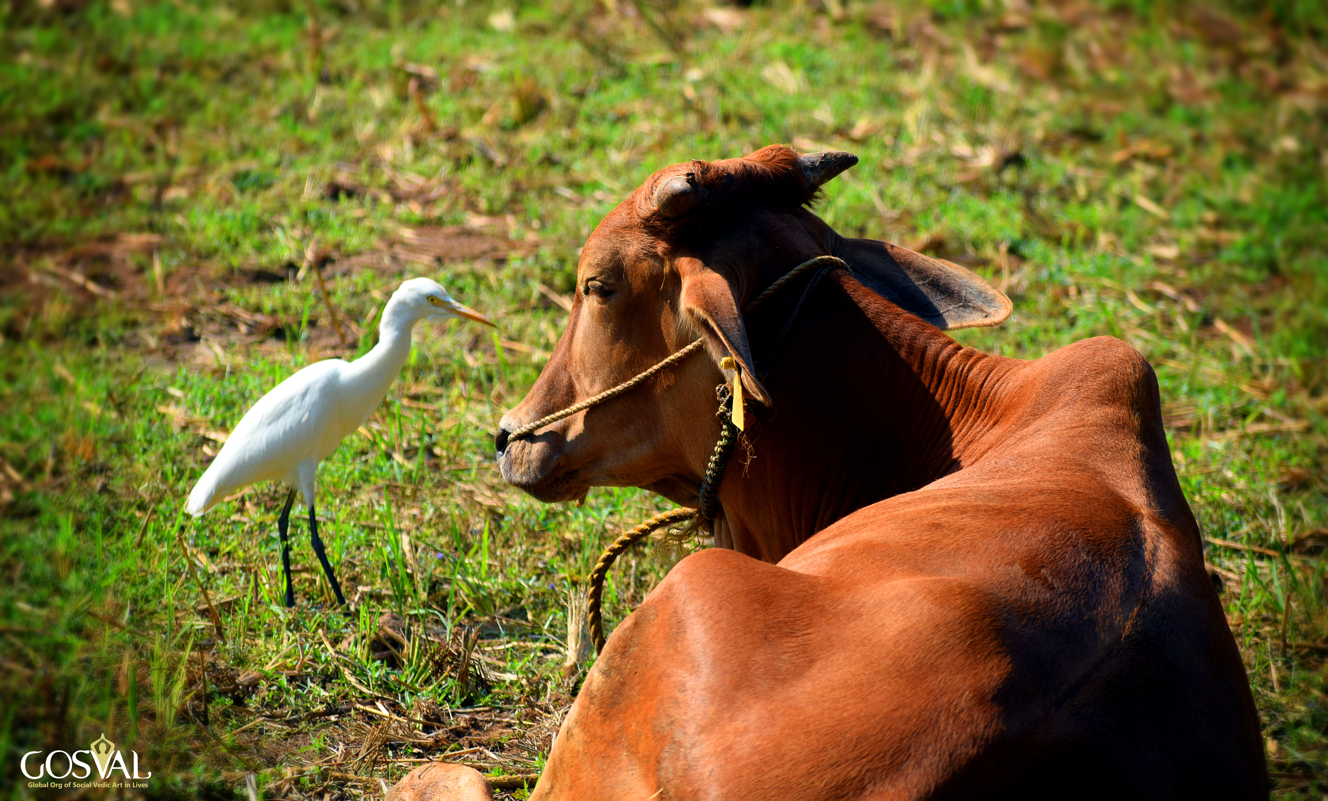 Go Seva at Udupi Adhram
