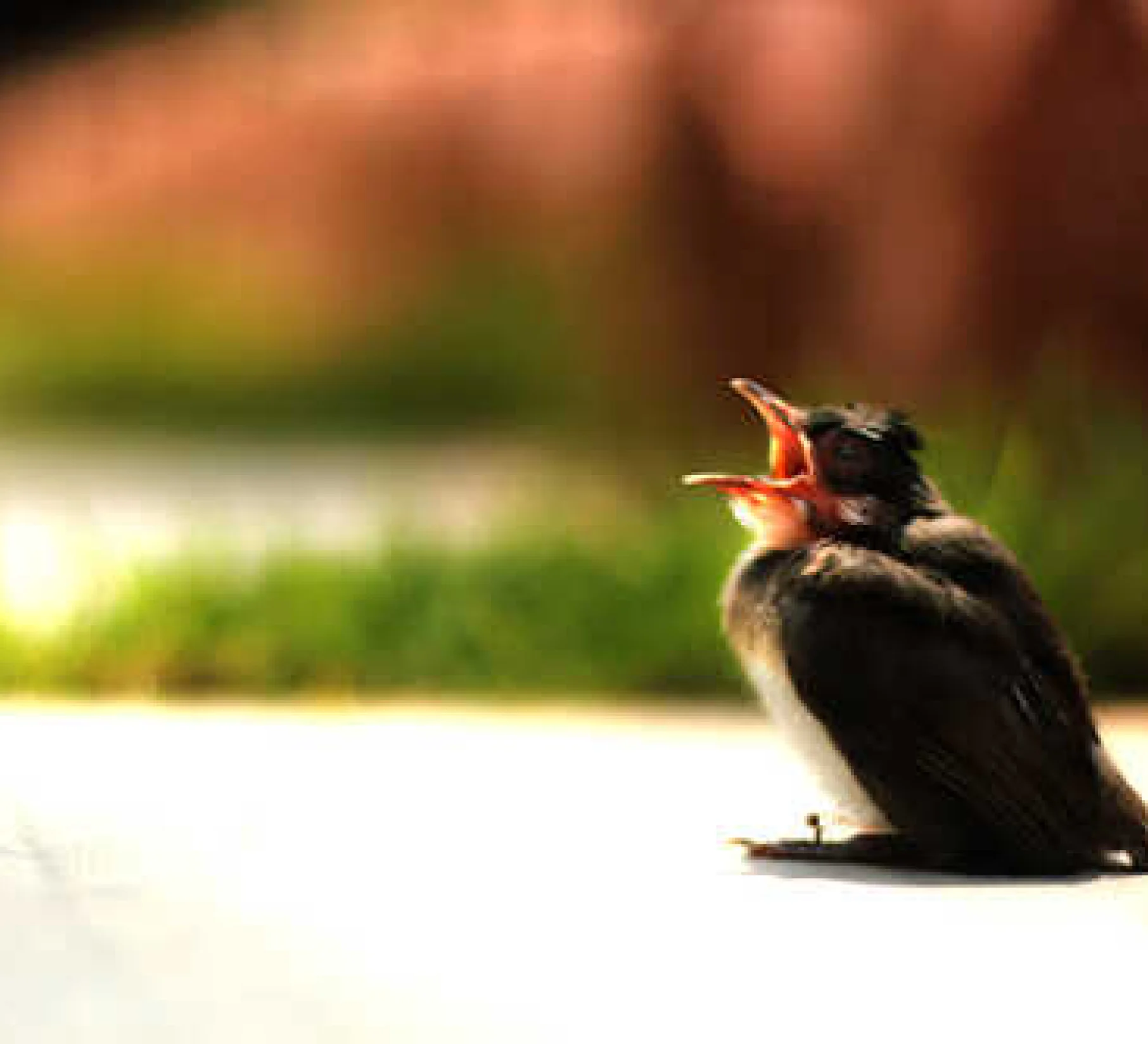 Wellness Experience Image