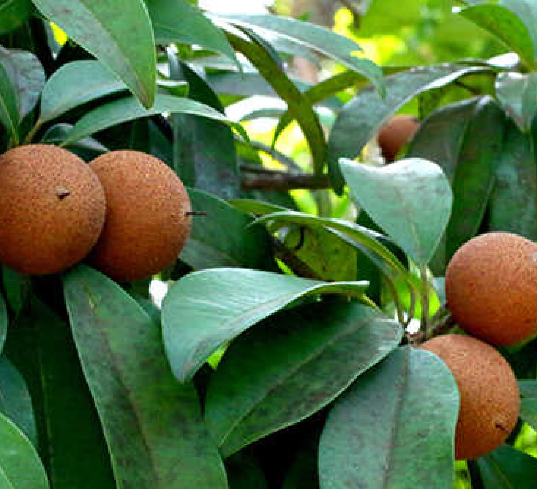 Wellness Experience Image