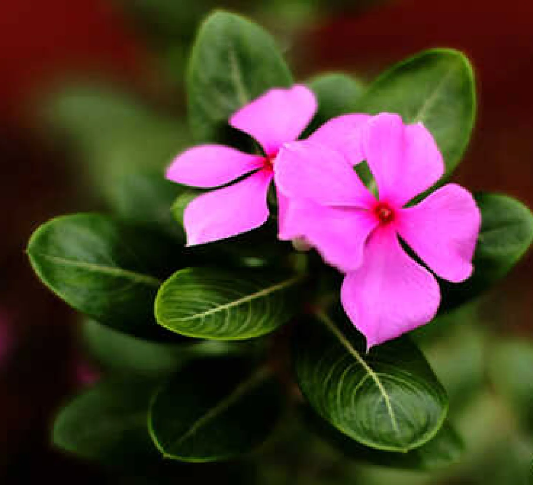 Wellness Experience Image